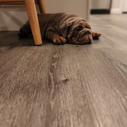 Bulldog Puppies from Velvet-Line-Bulldogs