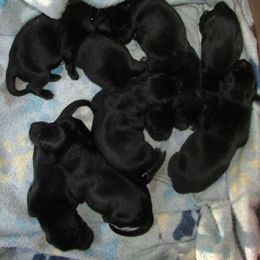 - Labrador Retriever puppy in Hilliards, Pennsylvania from Del-Star Kennels