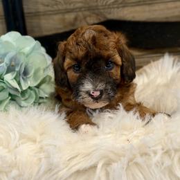 Bernedoodle and Whoodle Puppies from Genesis Family Farm