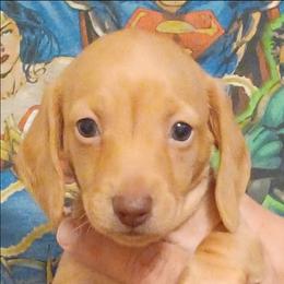 Beth (Light Red) - Red female Dachshund puppy in Frankfort, Kentucky from Gigi's Dachshunds