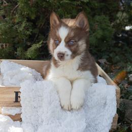 Cinnamon - Brown and white female Siberian Husky puppy in Grayslake, Illinois from Lamon’s Pom & Polar Pups