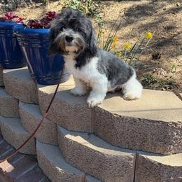 Ember - Havanese