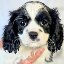 Cavalier King Charles Spaniel Puppies from Dixie Bass
