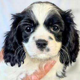 Cavalier King Charles Spaniel Puppies from Dixie Bass