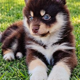 Pomsky Puppies from My Pomsky Palace