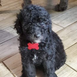 Labradoodles and Poodles from Labradoodles of North Texas