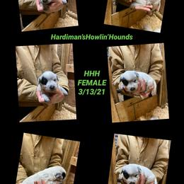 Australian Cattle Dog and Bloodhound Puppies from Hardiman’s Howlin’ Hounds/Sandi Hardiman