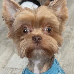 Yogi - Chocolate and tan male Yorkshire Terrier puppy in Danielsville, Georgia from Donnas DiamondZ