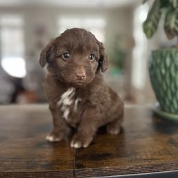 Oliver - Brown and white male Aussiedoodle puppy in Strasburg, Pennsylvania from Still Water Puppies