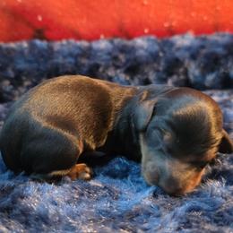 Black and tan (small) - Black and tan male Dachshund puppy in West Plains, Missouri from Spring Creek Dachshunds