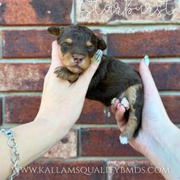 Starburst - Brown and white female Bernedoodle puppy in Owasso, Oklahoma from Kallams Bernedoodles & Bernese Mountain Dogs
