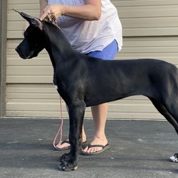 Great Dane Puppies from GEM Danes