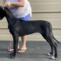 Great Dane Puppies from GEM Danes