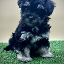 Woolma - Black and tan female Havanese puppy in Hendersonville, North Carolina from Kim's Cove Dog Co.