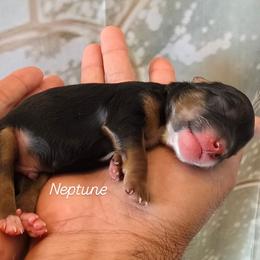 Neptune - Black tri-color male Aussiedoodle puppy in Prescott Valley, Arizona from Ramirez Family Doodles