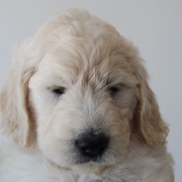 Goldendoodle Puppies from Miss Nancy’s Goldendoodles