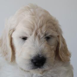 Goldendoodle Puppies from Miss Nancy’s Goldendoodles