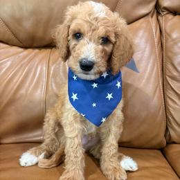Tootles - Parti male Goldendoodle puppy in Pittsburg, Texas from Peachy Pine Goldendoodles
