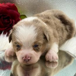 Iron man - Red merle male Toy Australian Shepherd puppy in Blacksburg, South Carolina from Rustic Rose Toy Australian Shepherds