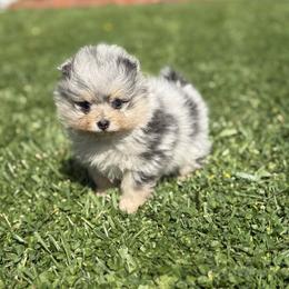Pearl - Blue merle female Pomeranian puppy in El Sobrante, California from Little Lovers Kennels, LLC