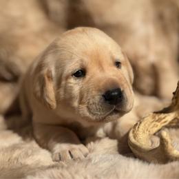 Brooke - Yellow female Labrador Retriever puppy in Sweet Home, Oregon from Knotty Creek Labradors