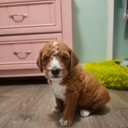 Cam - Red  male Goldendoodle puppy in Bradenton, Florida from Christianna’s Mini Goldendoodles