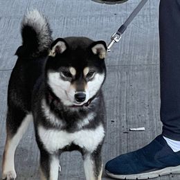 Beiru - Shiba Inu