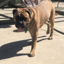 Bullmastiff and French Bulldog All Grown Up from Misfit Kennels