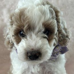 Goldendoodle Puppies from Stacy Young