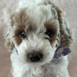 Goldendoodle Puppies from Stacy Young