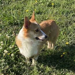 Lulu - Pembroke Welsh Corgi