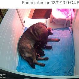 German Shepherd Puppies from Evansstadt German Shepherds