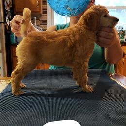 Poodle Puppies from Shallow Bay Standard Poodles
