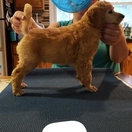 Poodle Puppies from Shallow Bay Standard Poodles