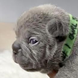 Blue 2 - Blue female French Bulldog puppy in Clifton, Texas from Blue Ribbon French Bulldogs