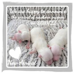 Maltese and Poodle Puppies from 209 Puppies