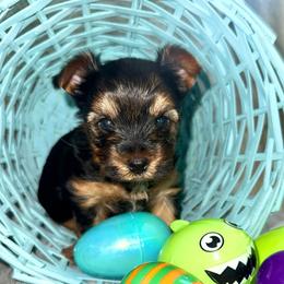 Scooby - Black and tan male Yorkshire Terrier puppy in Olathe, Kansas from Sundays Yorkies
