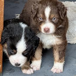 German Shepherd and Miniature American Shepherd Puppies from Bouchard’s Best Shepherds
