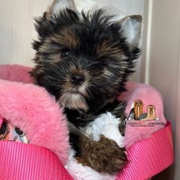 Dreamer - Blue and gold male Yorkshire Terrier puppy in Danielsville, Georgia from Donnas DiamondZ