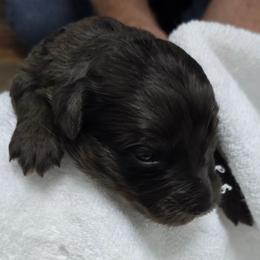 Cooper - Blue merle male Aussiedoodle puppy in Windom, Texas from Wild Farm Puppies