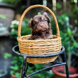 Oops - Red phantom male Aussiedoodle puppy in Centreville, Mississippi from Trin's Designer Doodles
