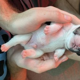 French Bulldog Puppies from Casco Bay Frenchies