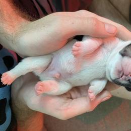 French Bulldog Puppies from Casco Bay Frenchies