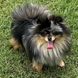 Oakleigh - Pomeranian