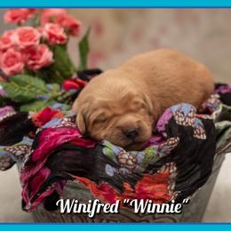 Winifred - Dark golden female Golden Retriever puppy in Driggs, Idaho from SK Golden Retrievers