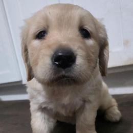 Girl 1 - Light golden female Golden Retriever puppy in Lawtey, Florida from Rise and Shine Goldens