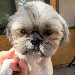 Benny - Brindle male Shih Tzu puppy in Victorville, California from RUMBLE n TUMBLE