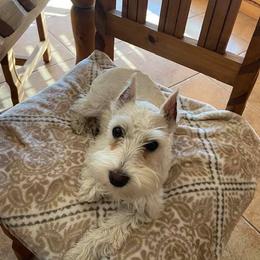 Miniature Schnauzers from Country Cottage Schnauzers