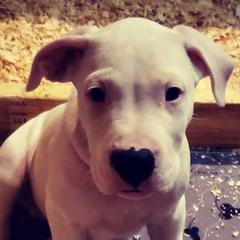 Dogo Argentinos from Northern Legacy Dogos