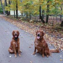 Golden Retriever All Grown Up from Mikaela's Golden Retrievers